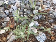 Johnstonella angustifolia