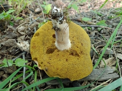 Boletus separans