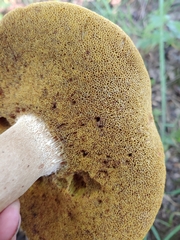 Boletus separans