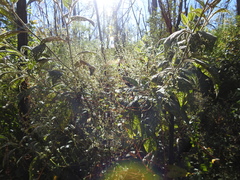 Muehlenbeckia gracillima