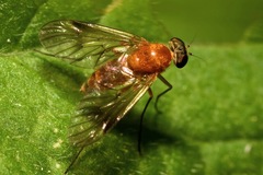 Chrysopilus laetus