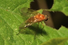 Chrysopilus laetus