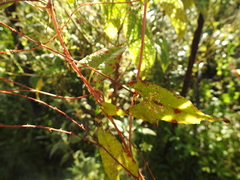 Muehlenbeckia gracillima