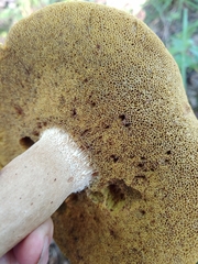 Boletus separans