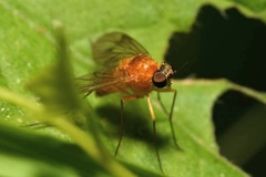 Chrysopilus laetus
