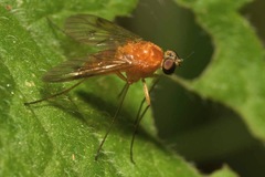 Chrysopilus laetus