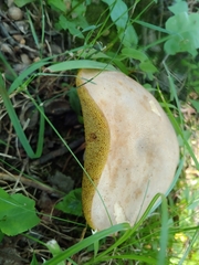 Boletus separans