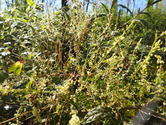 Muehlenbeckia gracillima