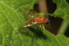 Chrysopilus laetus