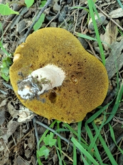 Boletus separans