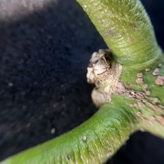 Salacia