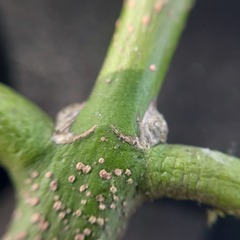 Salacia