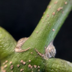 Salacia