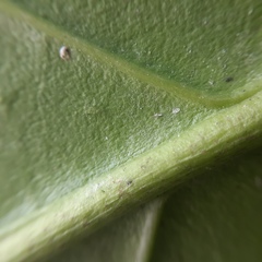Salacia