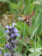 Hemaris fuciformis