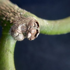 Salacia