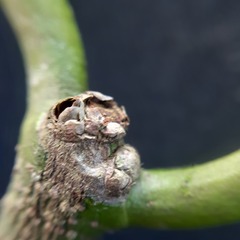 Salacia
