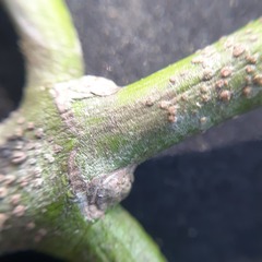 Salacia