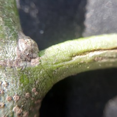Salacia