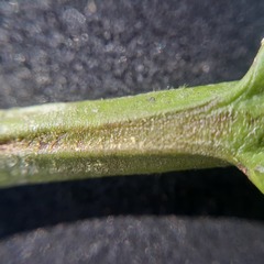 Salacia
