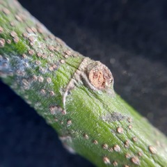 Salacia