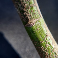 Salacia