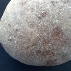 Salacia
