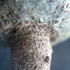 Salacia