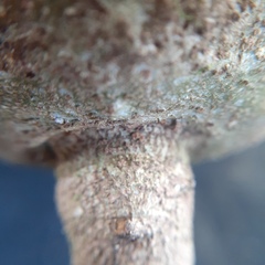 Salacia