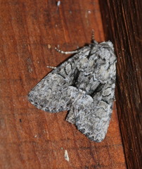 Eremobina leucoscelis