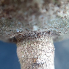 Salacia