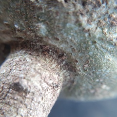 Salacia