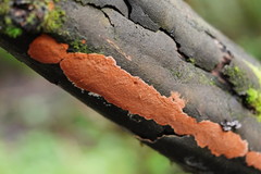 Hypoxylon crocopeplum