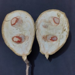 Salacia