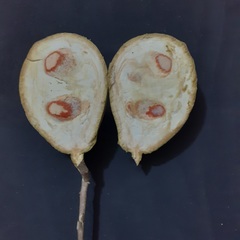 Salacia