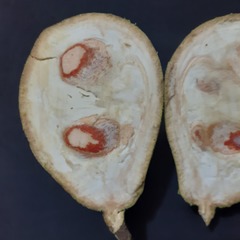 Salacia