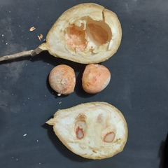 Salacia