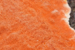 Hypoxylon crocopeplum