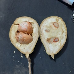 Salacia