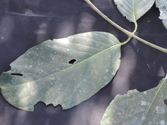 Salacia