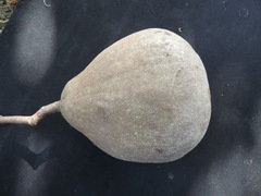 Salacia