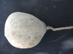 Salacia