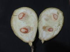 Salacia