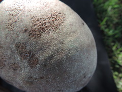 Salacia