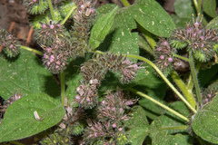 Phacelia mutabilis