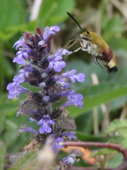 Hemaris fuciformis