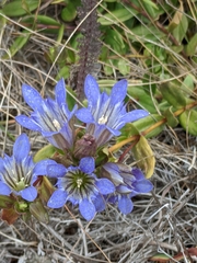 Gentiana affinis