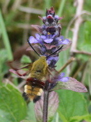 Hemaris fuciformis