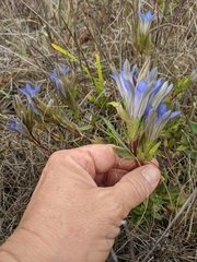 Gentiana affinis