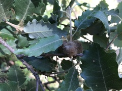 Andricus quercusramuli